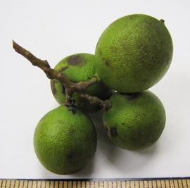   Fruits:   Melicoccus bijugatus ; Photo by N. Diaz, USDA APHIS PPQ, imageID.idtools.org
